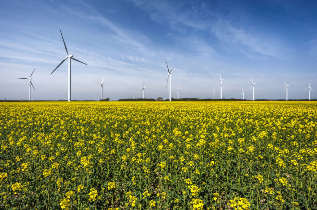 a row of wind turbines in the distance with a field of rapeseed in the foreground