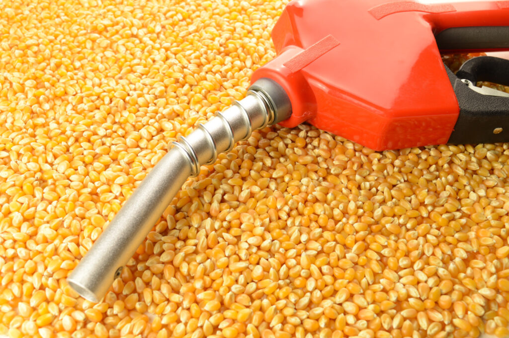 a petrol pump nozzle and handle resting on a pile of corn kernels to represent biofuel concepts.